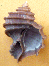 [color photograph of Ecphora gardnerae gardnerae, state fossil]