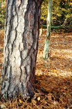 [color photograph of trunk of Loblolly Pine]