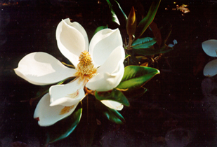 [color photograph of Magnolia blossom]