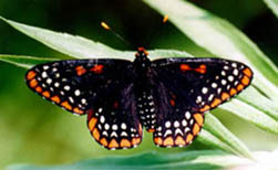 [Color photograph of Baltimore Checkerspot Butterfly]