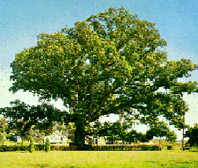 [Color photograph of Wye Oak]
