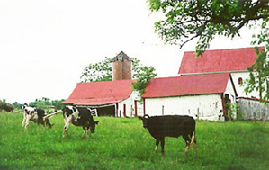 [color photo of grazing cows]